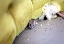 How To Keep Mice Out Of An RV – 8 Methods That Work!