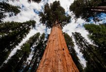 Sequoia National Park