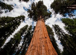 Sequoia National Park